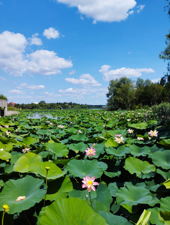 SUPER OCAZIE SE VINDE VILA IN SNAGOV CU DESCHIDERE LA LAC